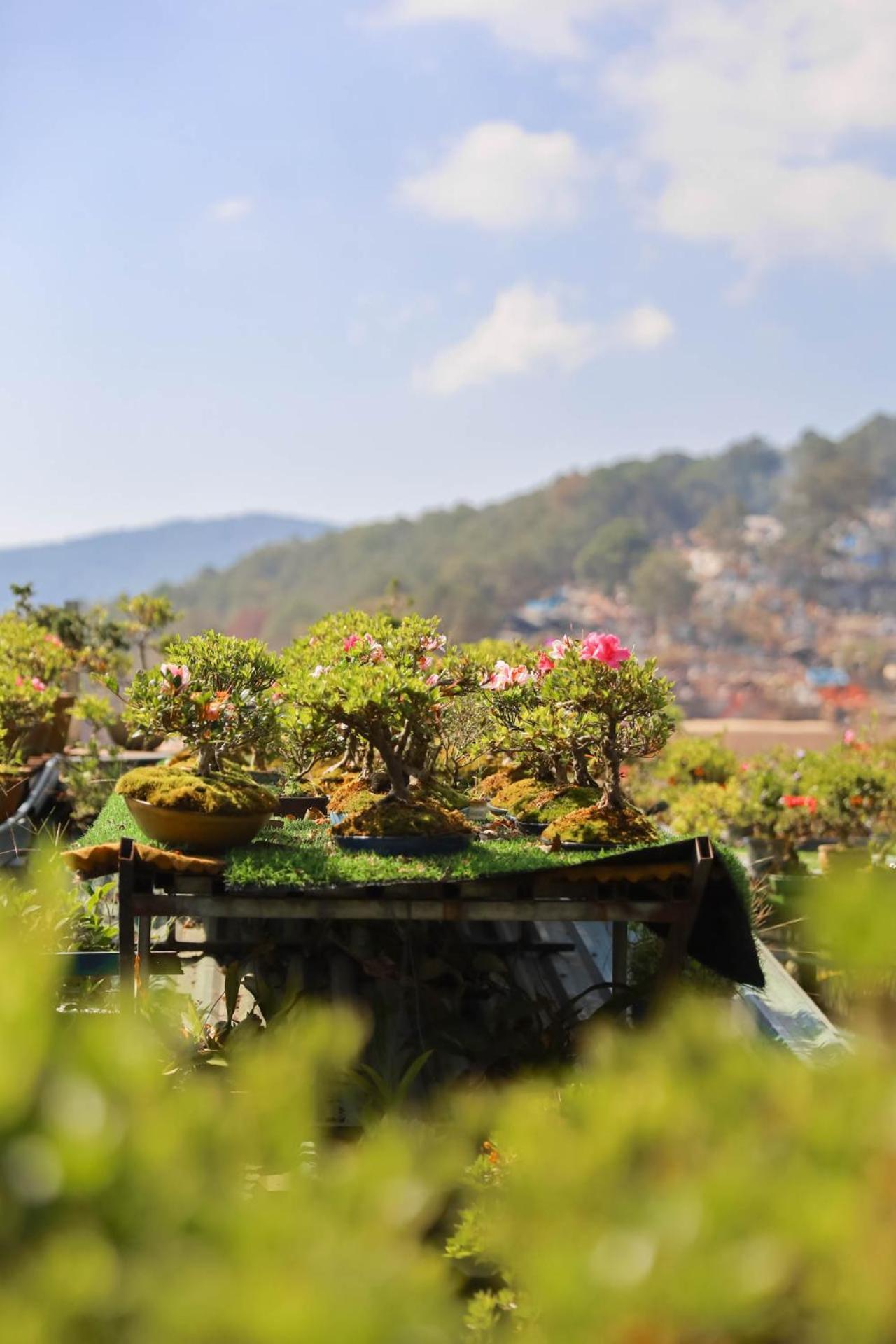 Ziczac Homestay Đà Lạt Da Lat Exterior foto